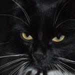 cat traieste o pisica sterilizata