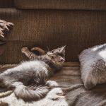 pisicile cele mai numeroase animale de companie in romania