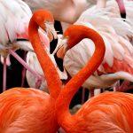 flamingo roz