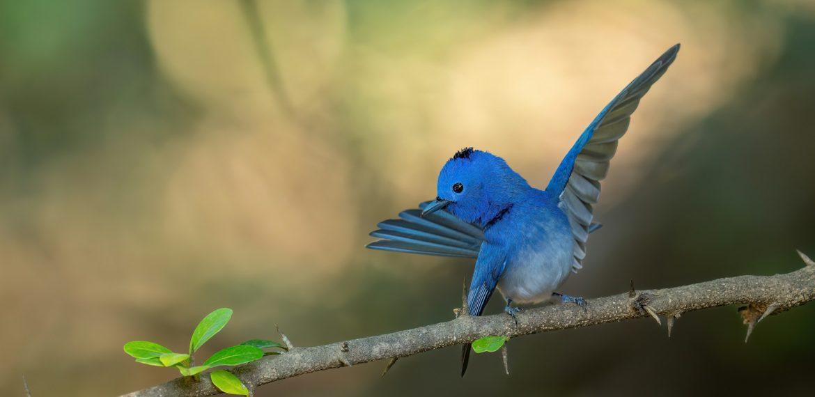 abhijit sinha tozfu8bwwtq unsplash
