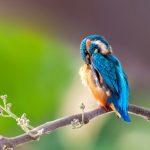 sukhen bandyopadhyay uwdnnsf9h50 unsplash