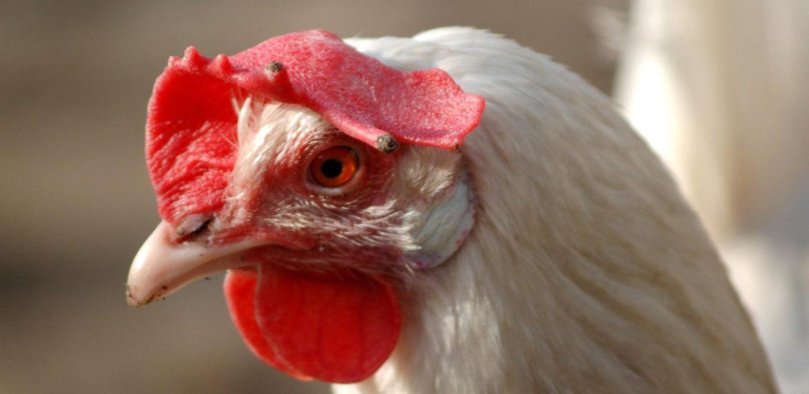 leghorn