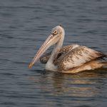 cat peste mananca un pelican pe zi