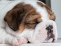 ce animal doarme in picioare